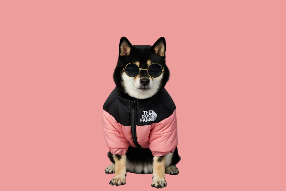 Luxury Dog Coat – Cotton Padded Winter Jacket for Shiba Inu & French Bulldog